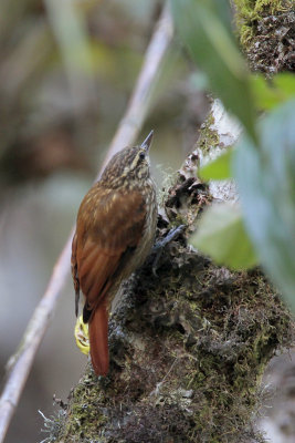 Streaked Xenops