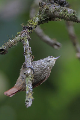 Streaked Xenops