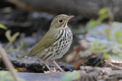 Ovenbird