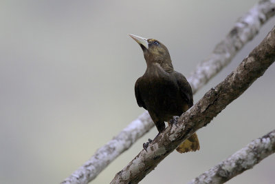 Dusky-green Oropendola