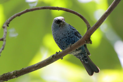 Blue-and-black Tanager