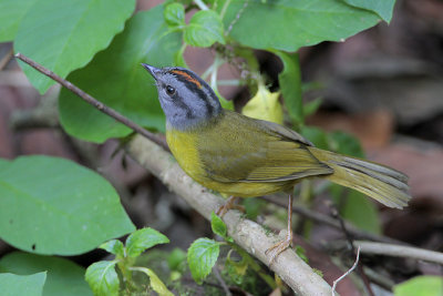 Russet-crowned Warbler