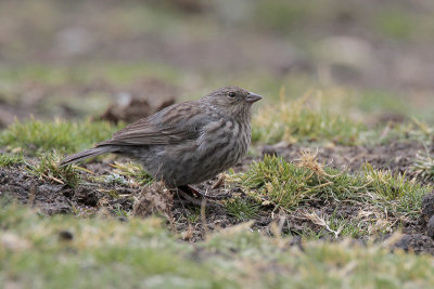 Plumbeous Sierra-Finch