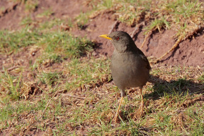 Chiguanco Thrush