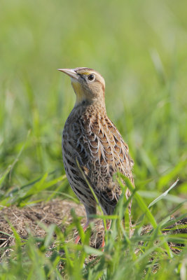 Eastern Meadowlark