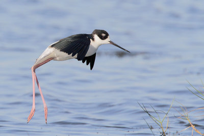 Black-necked Stilt