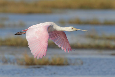 Roseate Spoonbill