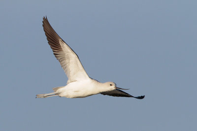 American Avocet