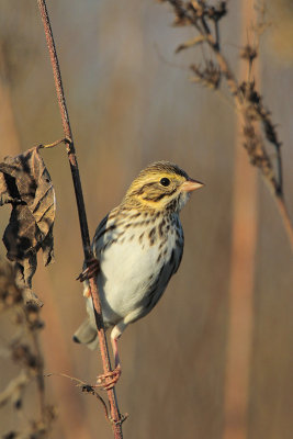 Savannah Sparrow