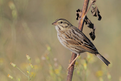 Savannah Sparrow