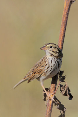 Savannah Sparrow