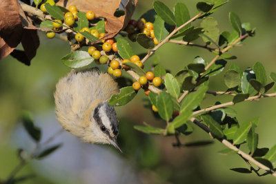 Red-breasted Nuthatch