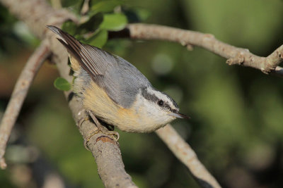 Red-breasted Nuthatch