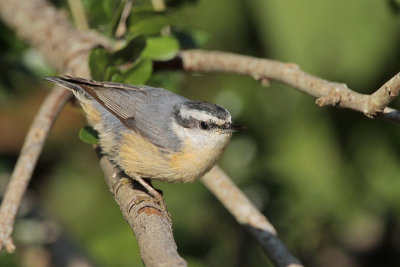 Red-breasted Nuthatch