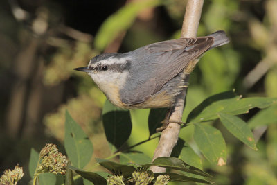 Red-breasted Nuthatch