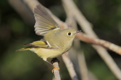 Ruby-crowned Kinglet