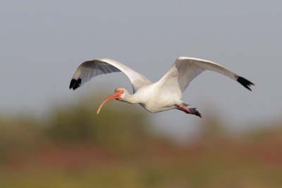 White Ibis