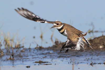 Killdeer