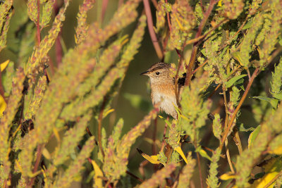 Sedge Wren