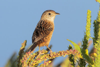 Sedge Wren