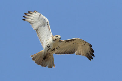 Red-tailed Hawk