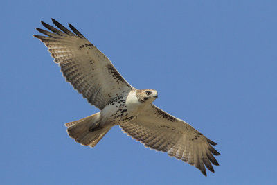 Red-tailed Hawk