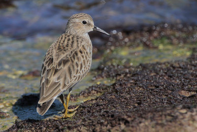 Least Sandpiper