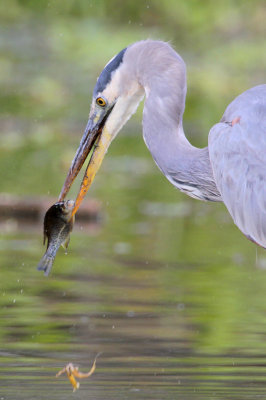 Great Blue Heron