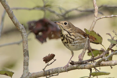 Hermit Thrush