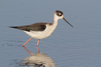 Black-necked Stilt
