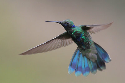 Sparkling Violetear