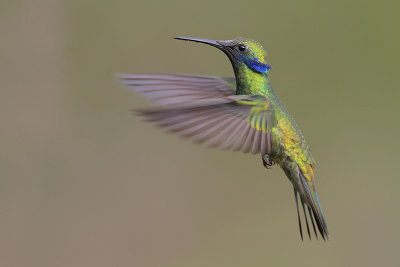 Sparkling Violetear