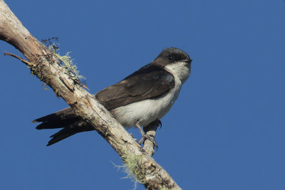 Blue-and-white Swallow