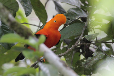 Andean Cock-of-the-rock