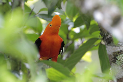 Andean Cock-of-the-rock