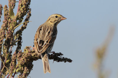 Savannah Sparrow