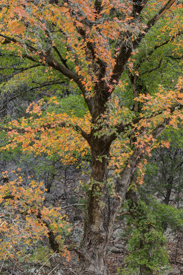 Fall Colors in Texas?  Lost Maples State Natural Area 11-15-2012