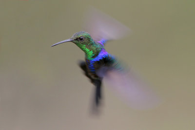 Fork-tailed Woodnymph