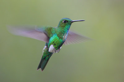 Emerald-bellied Puffleg