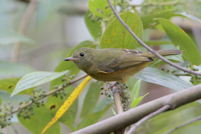 Ochre-bellied Flycatcher