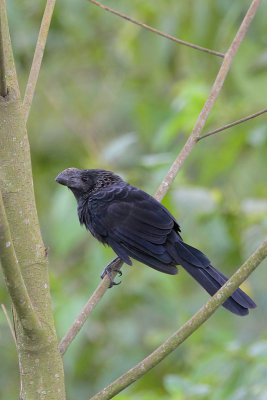 Smooth-billed Ani