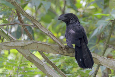 Smooth-billed Ani