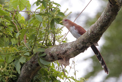 Squirrel Cuckoo