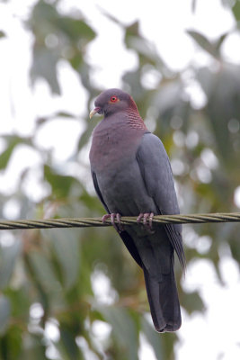 Scaly-naped Pigeon