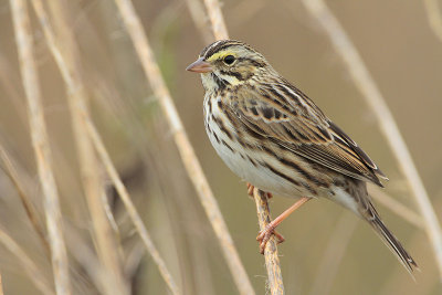 Savannah Sparrow