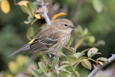 Yellow-rumped Warbler