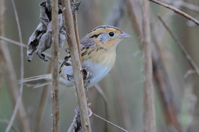 LeConte's Sparrow