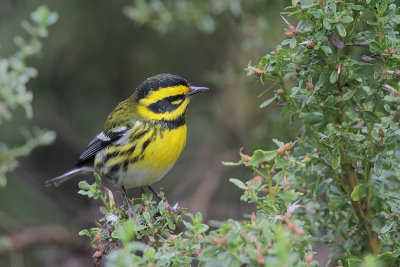 Townsends Warbler