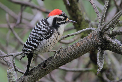 Nuttall's Woodpecker