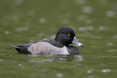 Ring-necked Duck